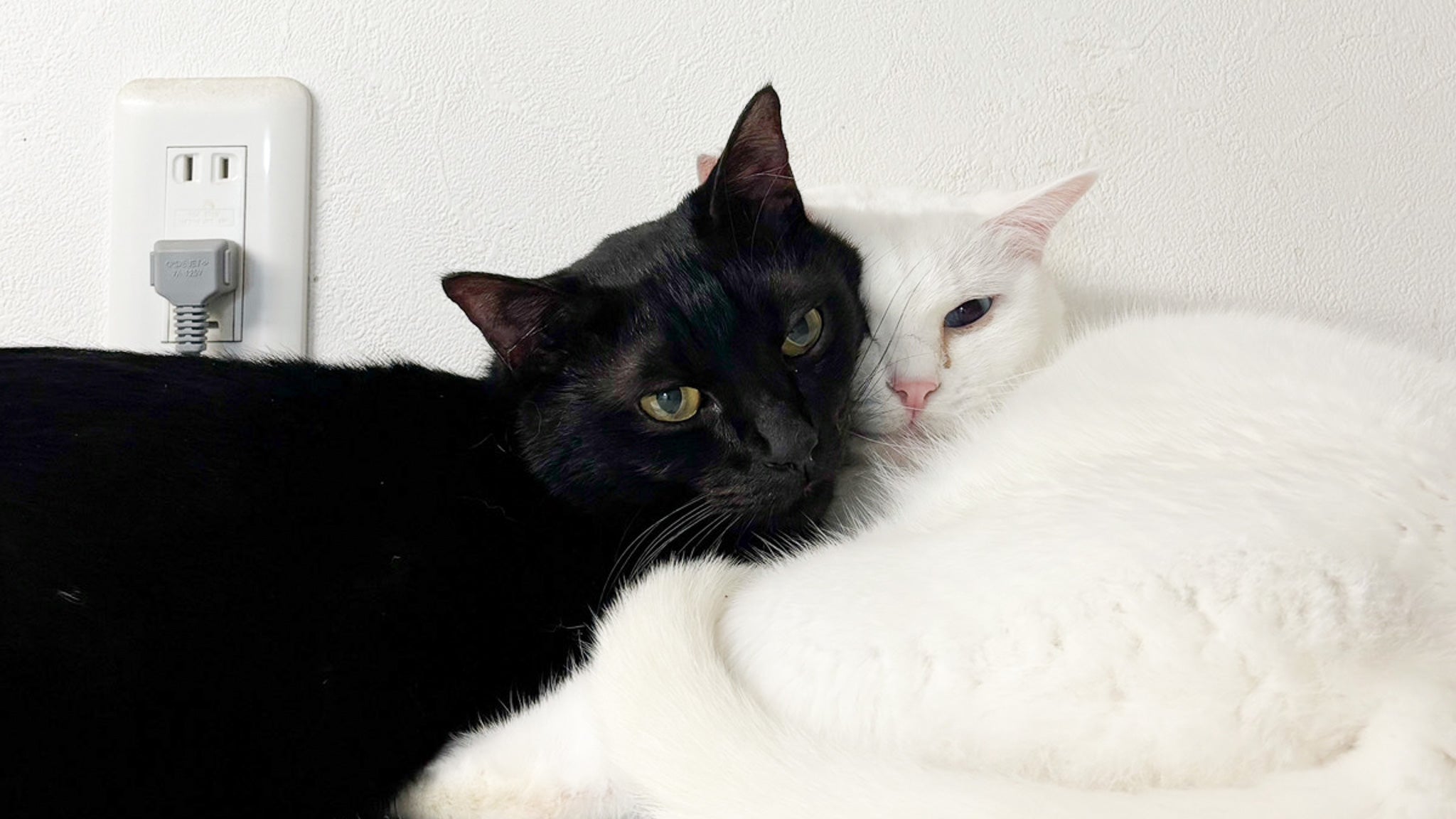 猫が可愛い理由を真剣に考えてみた