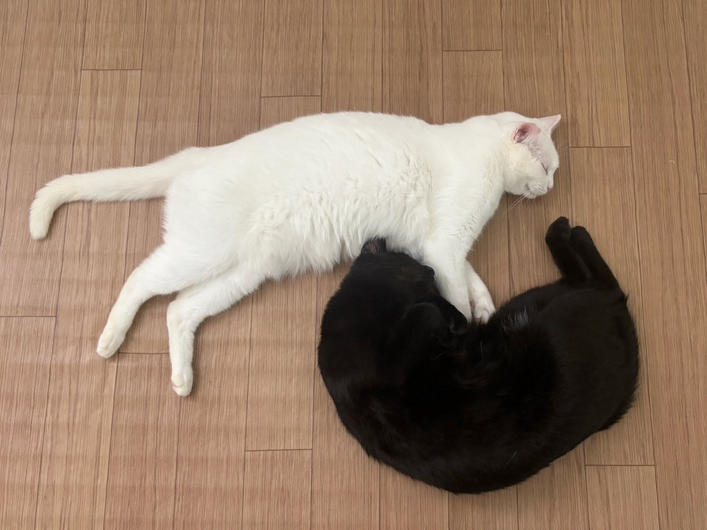猫好きが選ぶ2024年「猫」に関するベスト5