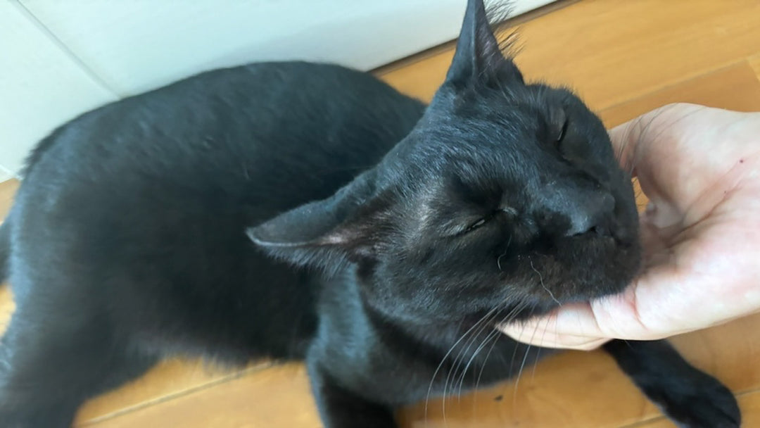 【骨折の治りが早まる】猫のゴロゴロを獲得せよ！