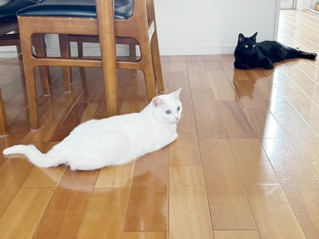 【猫よ、夏を乗り切れ】こっちはすでに溶けてる