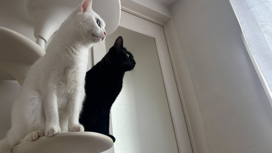 「猫」が季語になるなら、間違いなく冬である