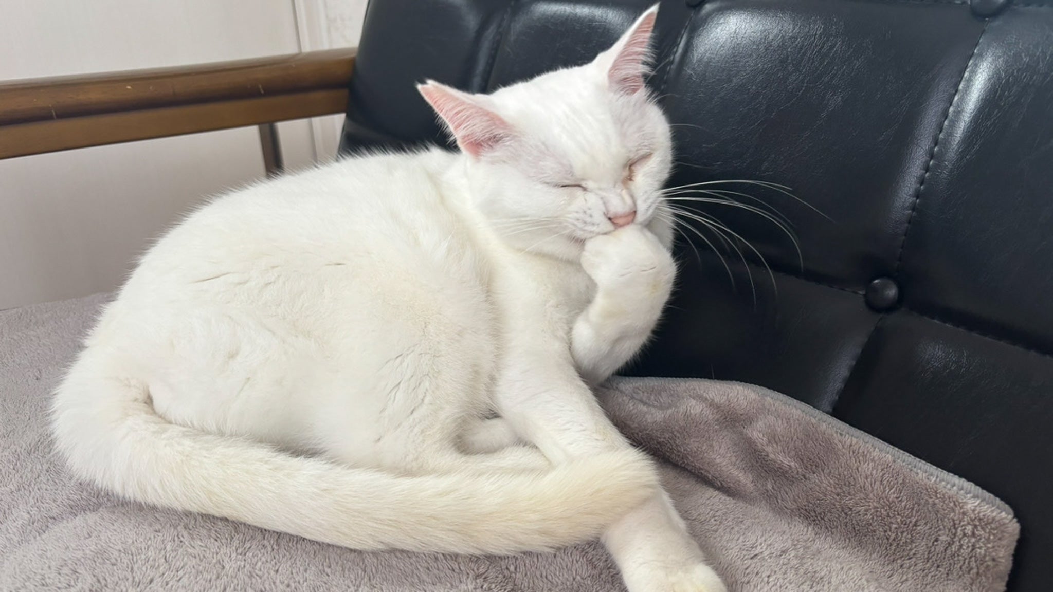 猫のゲロりんちょを阻止せよ2025冬