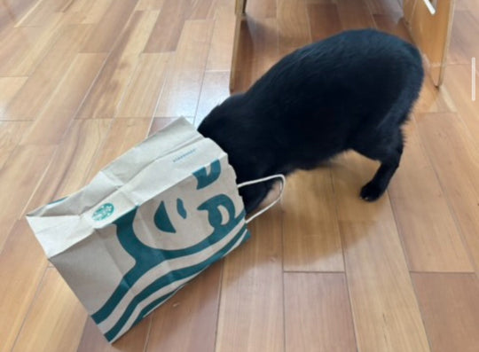 【猫様満足主義】あるもので満たす我が家の猫ライフ