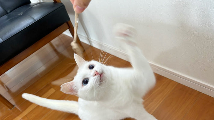 【猫費を節約】猫が夢中になる、廃材を再利用した猫おもちゃ3選