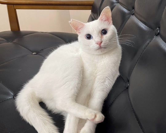 【我が白猫から学ぶ】愛されキャラの品格