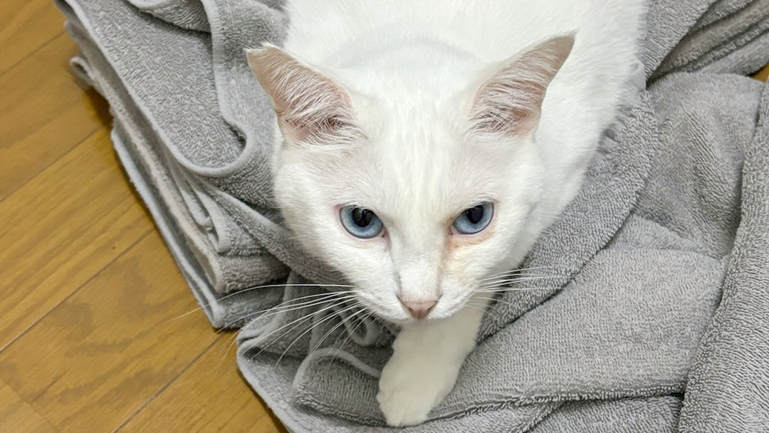 【愛猫バカ一代】我が家の白猫は笑顔を招く招き猫