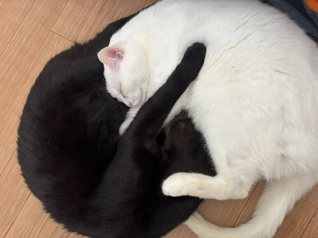 うちの猫が今日も可愛いだけの話