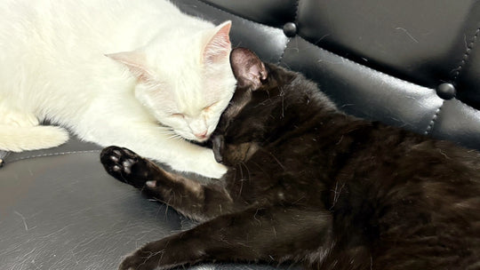 早朝の地震速報の時、我が家の猫は。