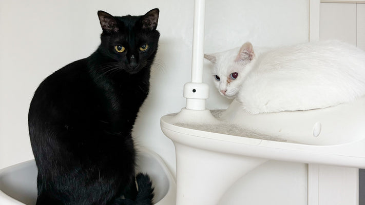 【猫と暮らす前に知っておこう前編】けっこうココが大変よ。