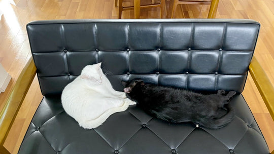 【なぜ逃げたがる】異常に脱走願望の強い猫と暮らす我が家の脱走対策