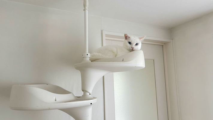 一緒に暮らせば夫婦は似てくる。猫も飼い主に似てくる。