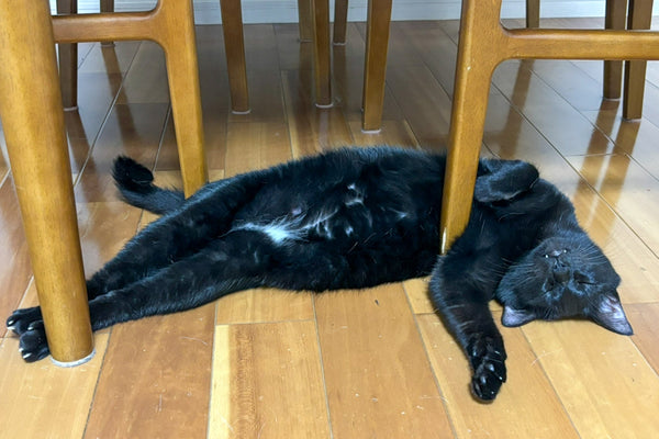 猫の多頭飼いの動物病院通い