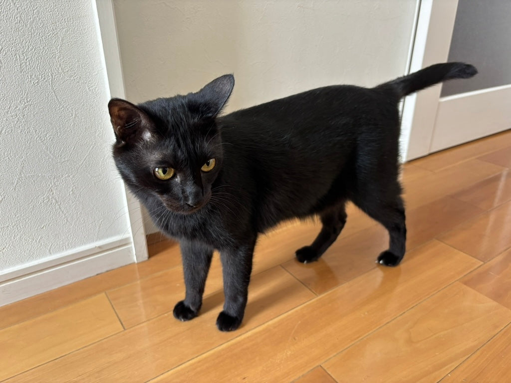 【擬態の達人】黒猫「おかか」と暮らす