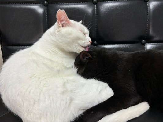 【指摘されない静かなる問題】猫の匂いどうしてる？？？