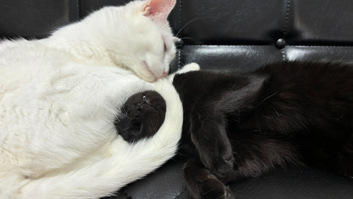 こんなに可愛がっているのに外に出たがる猫の脱走問題