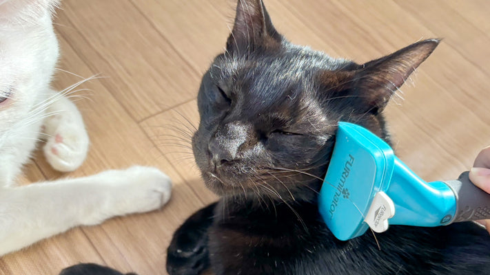 【ミニマリストと猫の暮らし】お手入れはこんなふうに楽しく続けられるゆるさでする