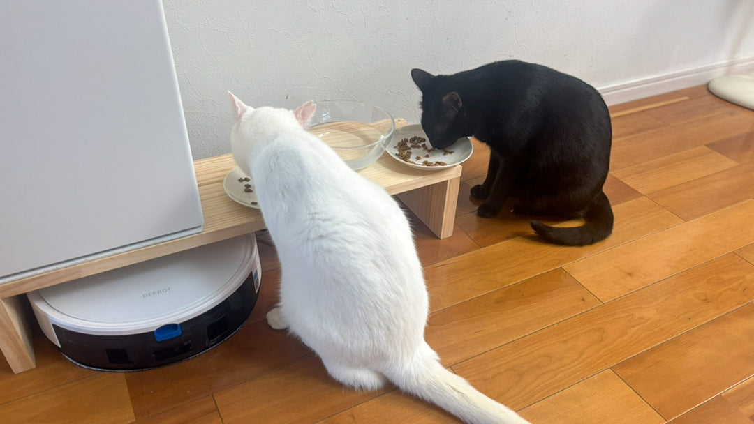 猫と暮らすことに賛成じゃなかった家族の話