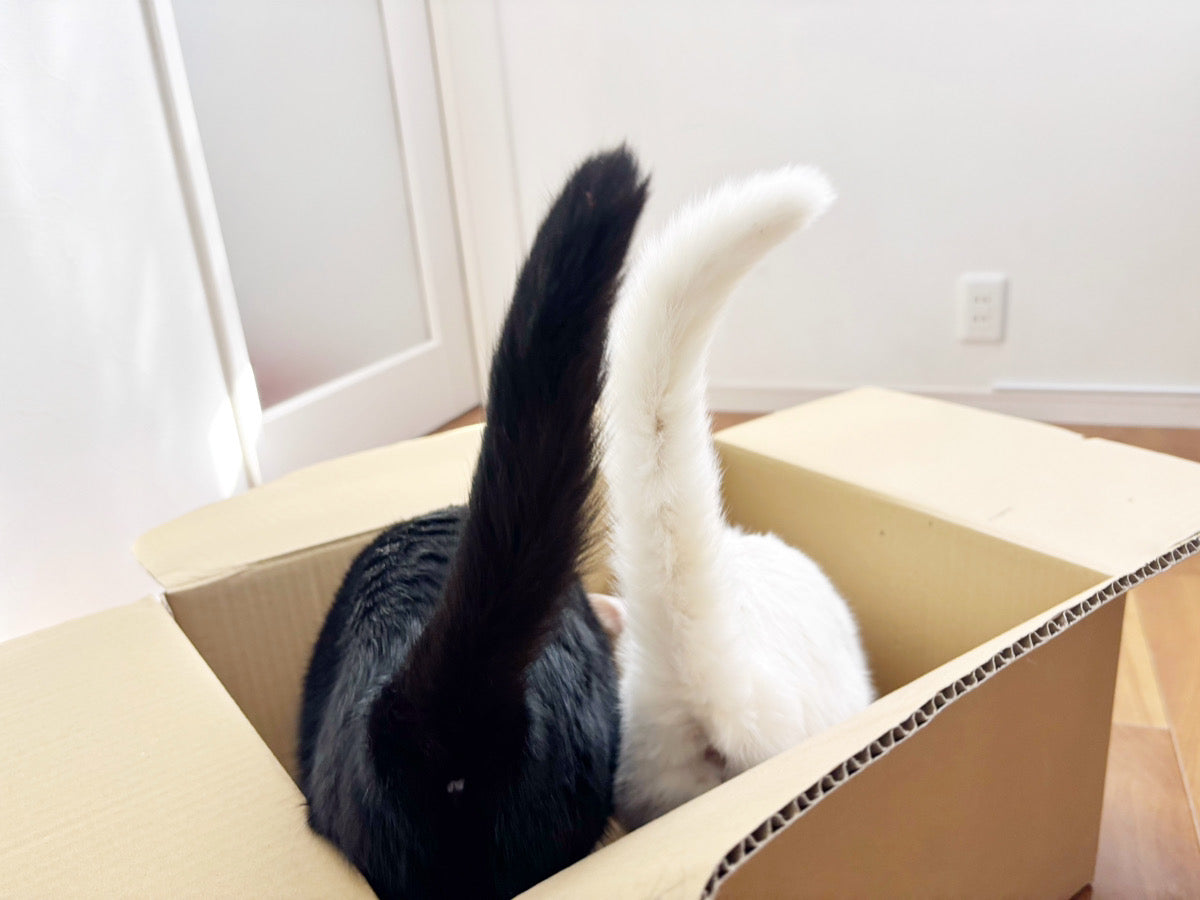 【目的はそっちじゃない】猫がお届け物を愛する理由