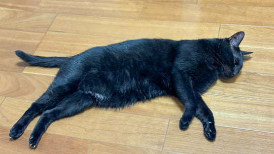 家事も仕事も予定も奪われる猫２匹との暮らし