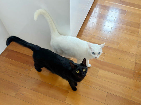 【猫に首輪】つける理由つけない理由