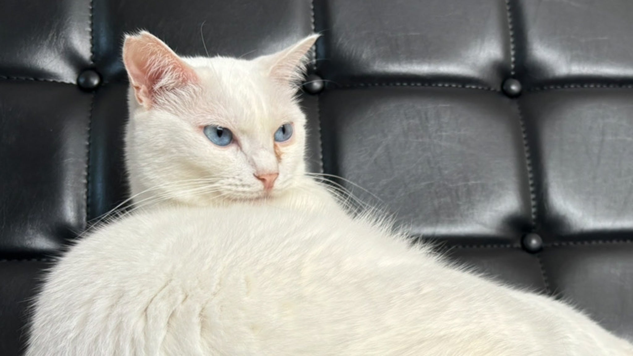 恋と愛と猫吸い