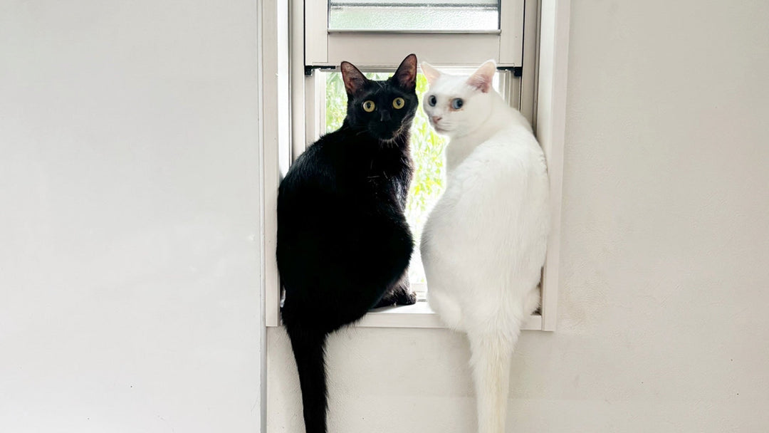 猫経済ネコノミクス！我が家の場合