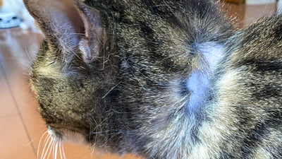 【獣医師監修】猫首輪でハゲた！猫首輪ハゲの原因と防ぎ方・猫首輪の選び方とは