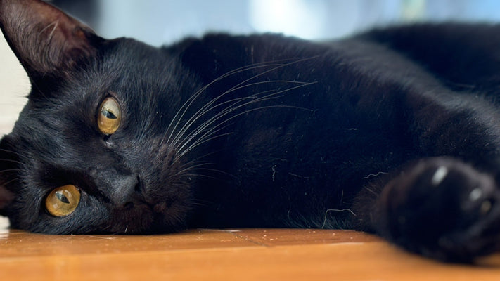 黒猫は不吉？はウソだった！なぜそんな迷信が生まれたかを解明！