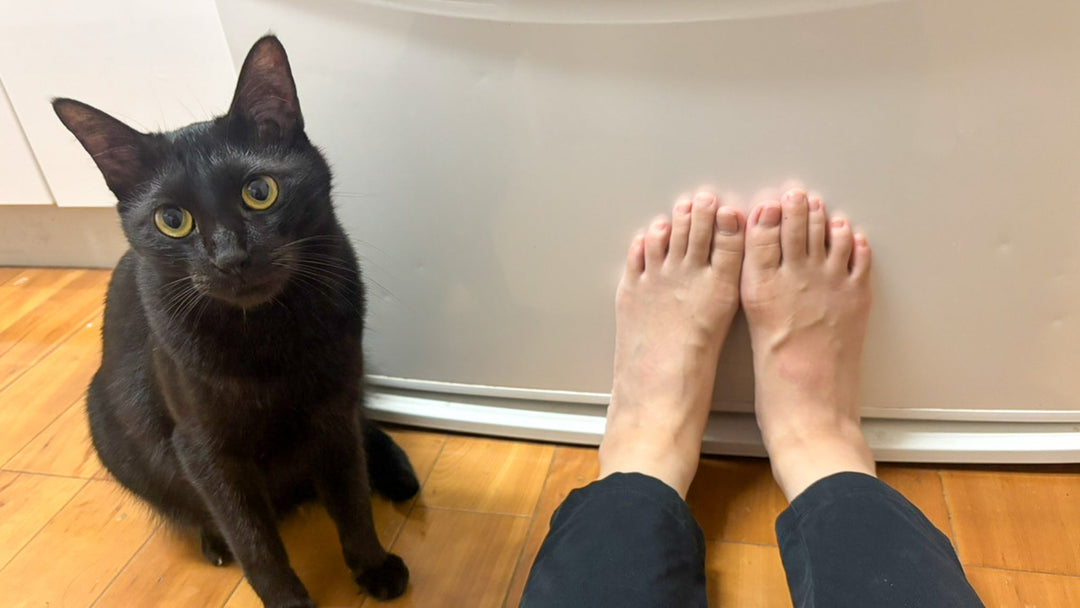 踏まれる幸福、猫がわざと踏んでくる謎