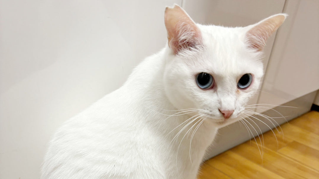 【ミッション】猫のゲロリンちょを止めろ