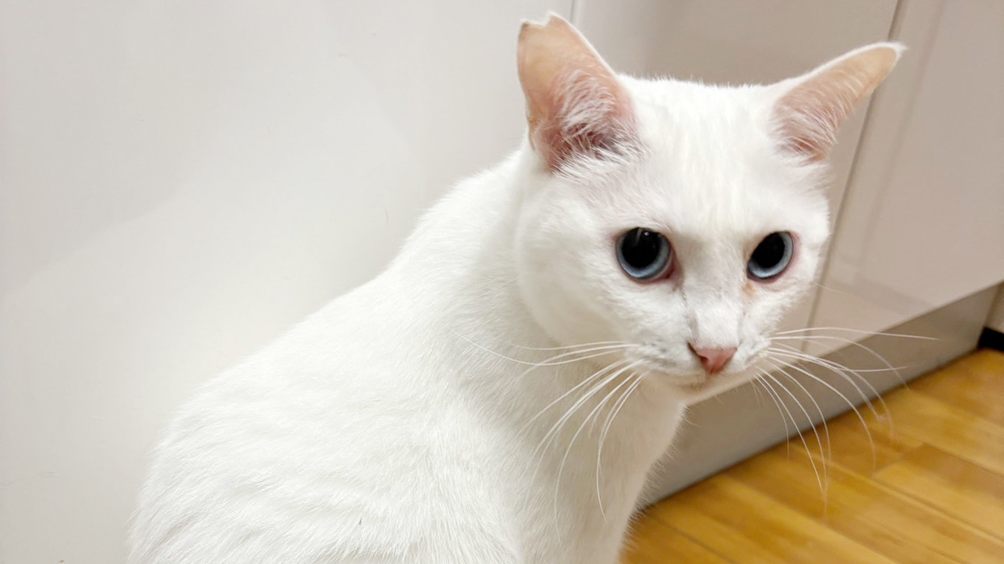 【ミッション】猫のゲロリンちょを止めろ