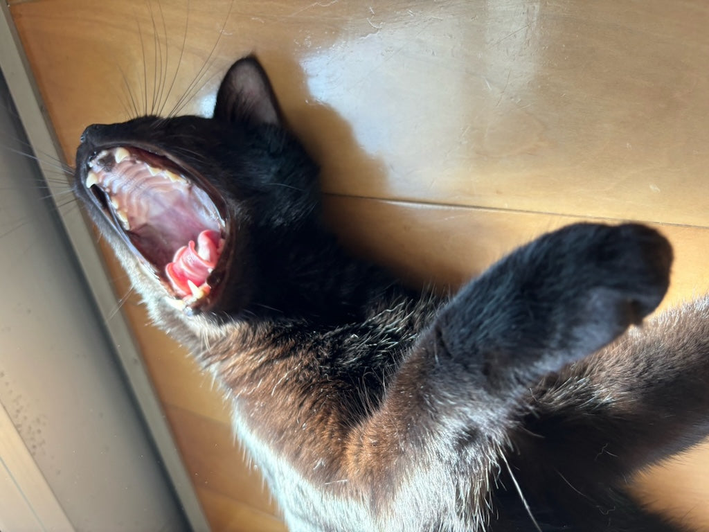ミニマリズムは猫に学べ！5つの共通点と暮らし方