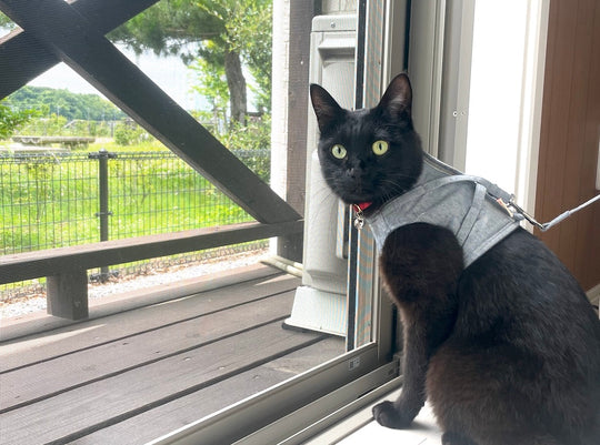 猫の交通事故を防ぐために、飼い主ができること