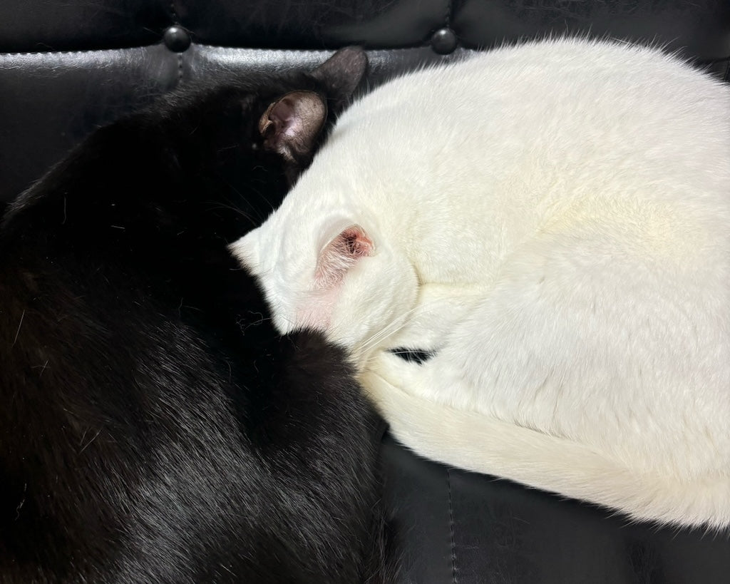 風呂上がりが台無し？猫の珍行動