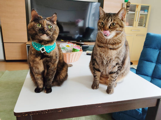 「どうして逃げてくの…」  猫に好かれる夫に嫉妬！猫好きな母と愛猫の”もどかしい関係性”