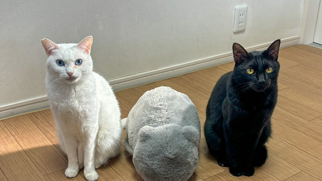 【冬の猫あるある】飼い主が体験する日常の幸せ