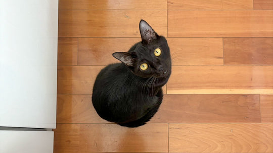 【究極に理想】快か不快か2択で、気ままに生きる黒猫の1日観察