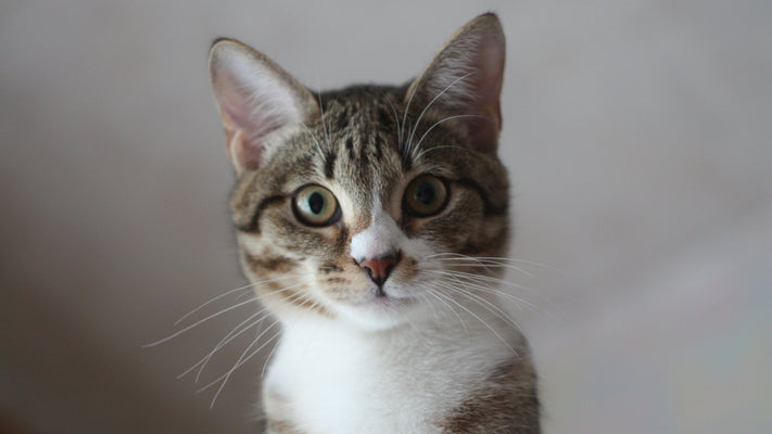 【獣医師監修】猫首輪を嫌がるときは？その理由と慣れさせ方とは