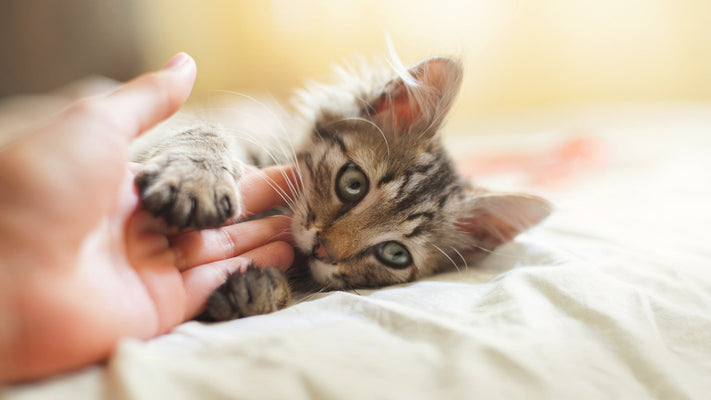 子猫に首輪はいつからつける？初めての猫首輪の選び方、慣らし方