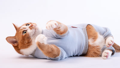 【新商品】過剰グルーミング対策に。猫用皮膚保護服に新色が登場！