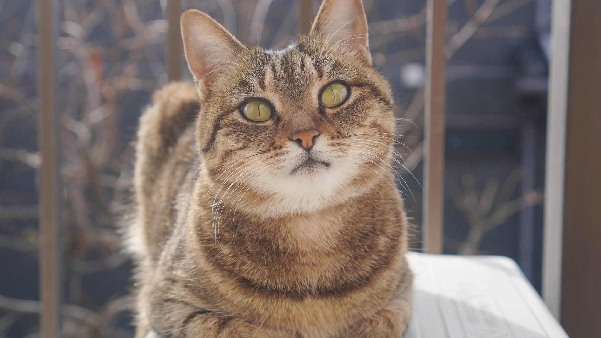 【獣医師執筆】保護猫の年齢はどうやってわかる？歯や目から「推定年齢」を見分ける方法と年代別ケア