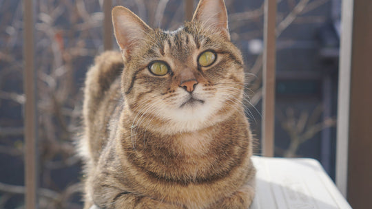 【獣医師執筆】保護猫の年齢はどうやってわかる？歯や目から「推定年齢」を見分ける方法と年代別ケア