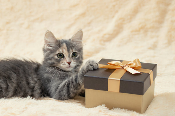 愛猫家へのプレゼントに、猫首輪を贈りませんか？