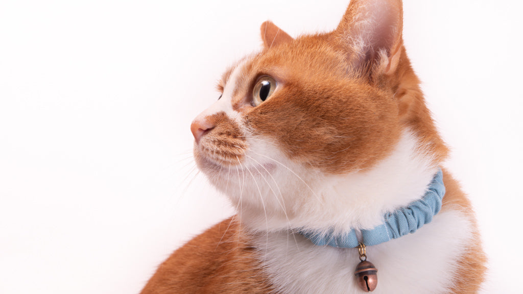 【新商品】シュシュ猫首輪のLサイズができました！