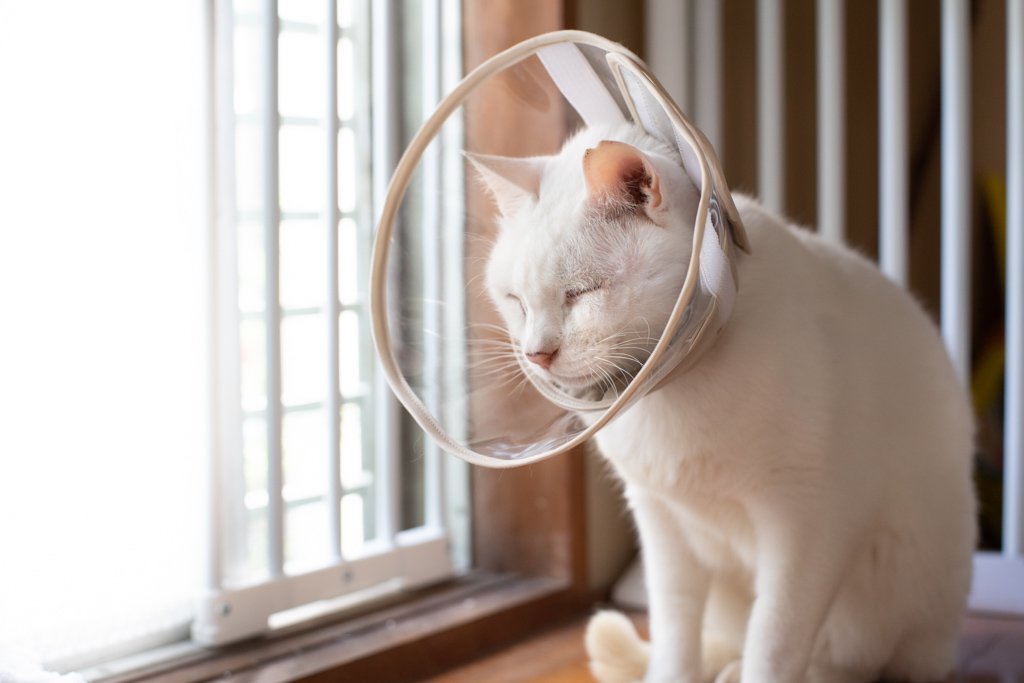猫の過剰グルーミングの原因と対処法【舐めすぎてハゲてしまう前に】