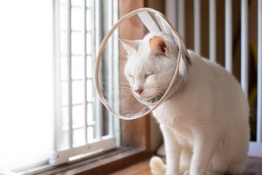 猫の過剰グルーミングの原因と対処法【舐めすぎてハゲてしまう前に】
