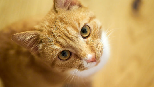 【獣医師執筆】猫の肥満細胞腫とは？症状・治療・予後と日常ケアのポイント