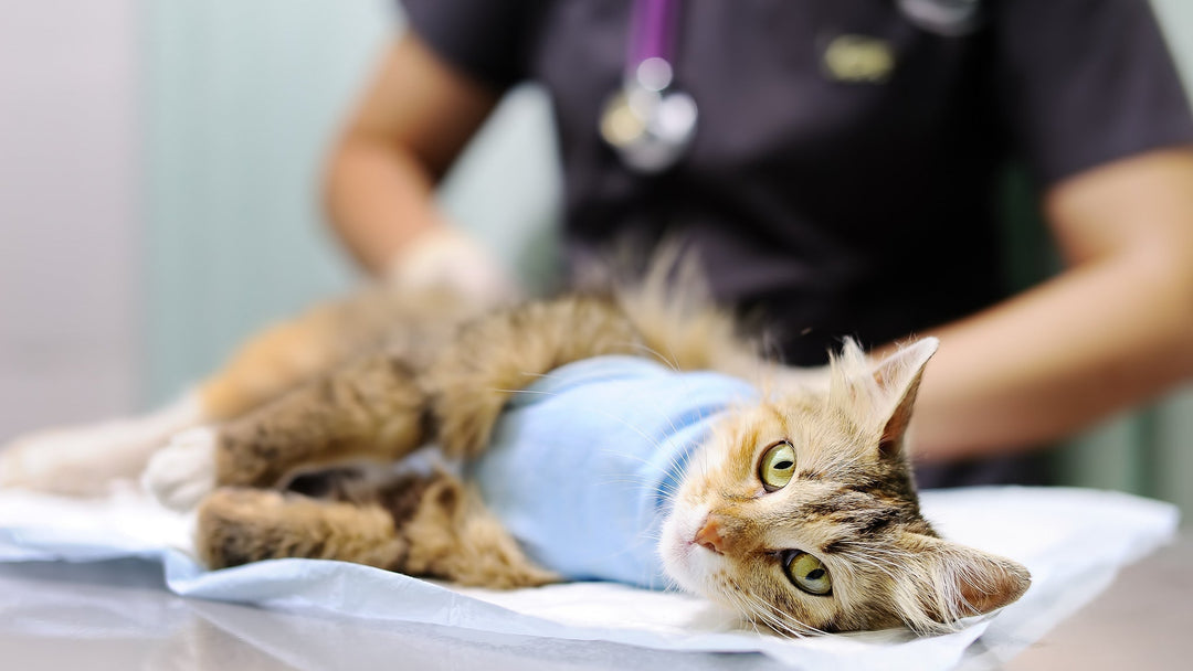 猫の「がん」とは？獣医師が解説する種類・症状・治療法と早期発見のポイント