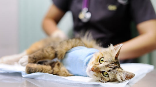 猫の「がん」とは？獣医師が解説する種類・症状・治療法と早期発見のポイント