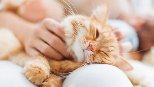 猫の飼い主のための「ペット後見」完全ガイド｜愛猫の一生を守るために今できること